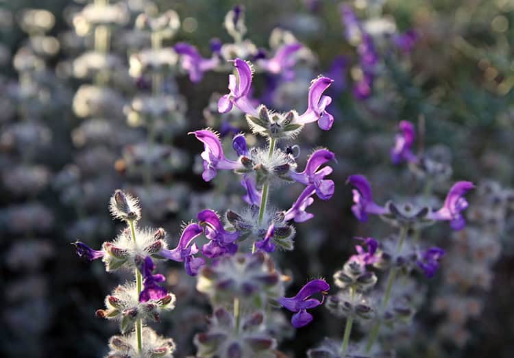 10 Drought-Tolerant Plants To Add To Your Yard This Spring Allen Lawn Care