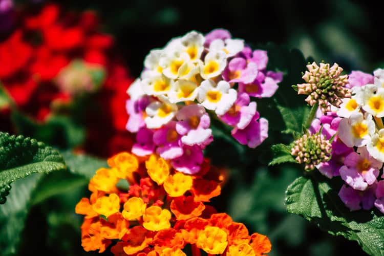 10 Drought-Tolerant Plants to Add to Your Yard this Spring Allen Tx Lawn Care