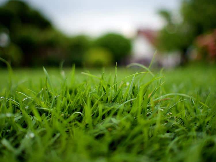 5 Tips for a Greener Texas Lawn Dallas Tx Lawn Mower Store