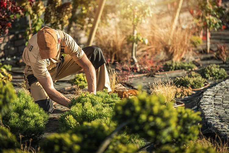 Drought-Resistant Lawn And Landscaping Services Rowlett Lawnmowers