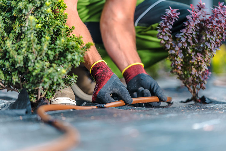 Drought-Resistant Lawn and Landscaping Services Rowlett Tx Lawnmowers