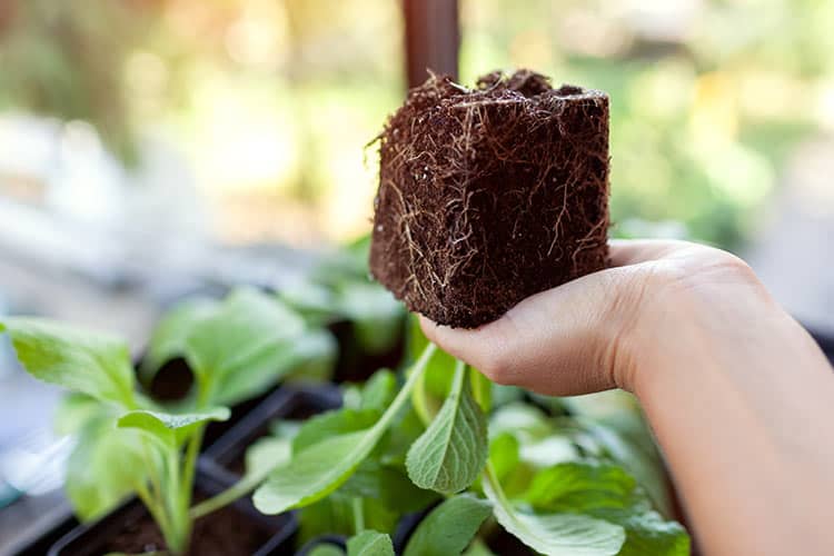 Environmental Concerns About Peat + Home And Commercial Gardening Dfw Mowers