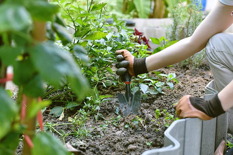 How To Care For a Lawn and Garden on a Budget Garland Tx Lawn Equipment