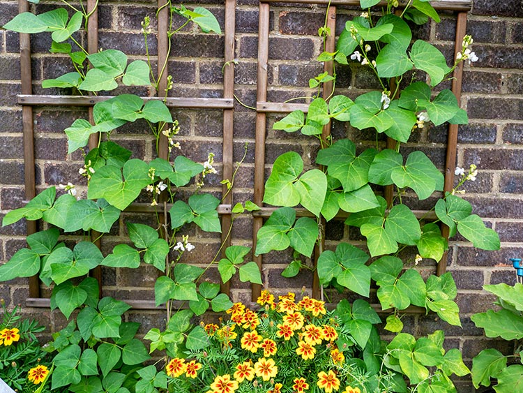 Space-Saving Gardens Small Yards Lewisville Outdoor Power Equipment
