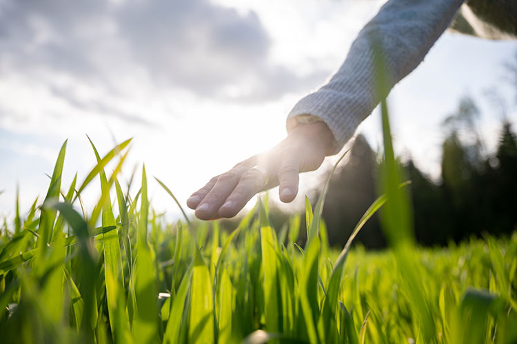 The Ultimate Guide to Texas Turf Grass in DFW Plano Mowers