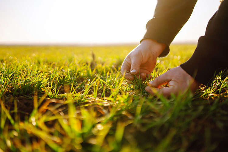 The Ultimate Guide To Texas Turf Grass In Dfw Plano Texas Mowers