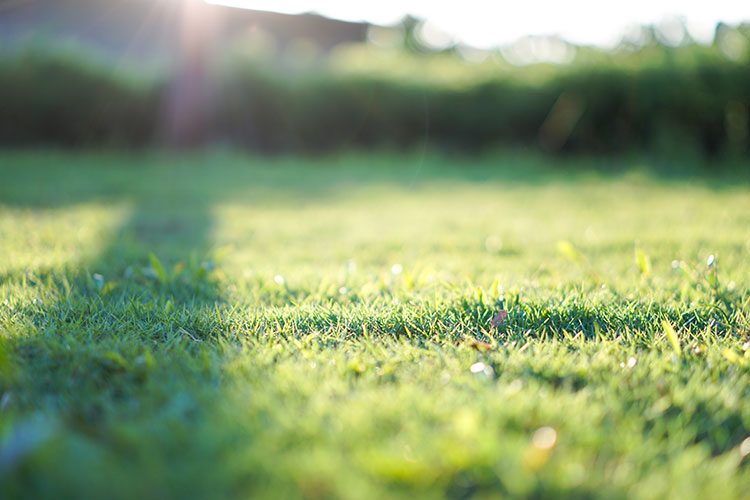 The Ultimate Guide To Texas Turf Grass In Dfw Plano Tx Mowers