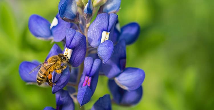 What Can The University Of Texas Teach Us About Sustainable Urban Landscaping Dallas Tx Landscapers