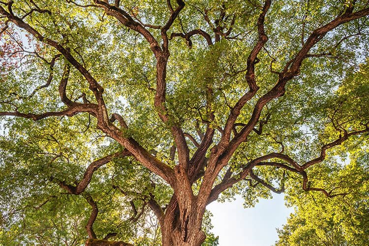 Trees-for-Texas-Lawns-Outdoor-Power-Equipment-Store-Near-Me-Mesquite-Tx