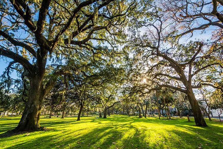 Trees-for-Texas-Lawns-Outdoor-Power-Equipment-Store-Near-Me-Mesquite