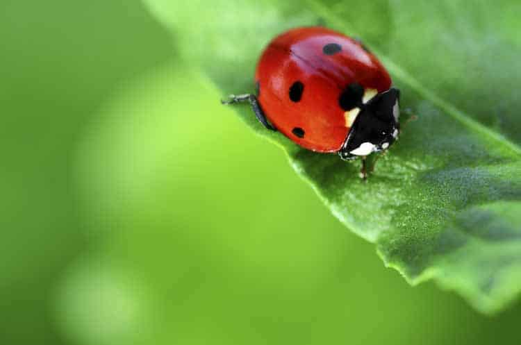 attract-beneficial-insects-help-insect-infestation