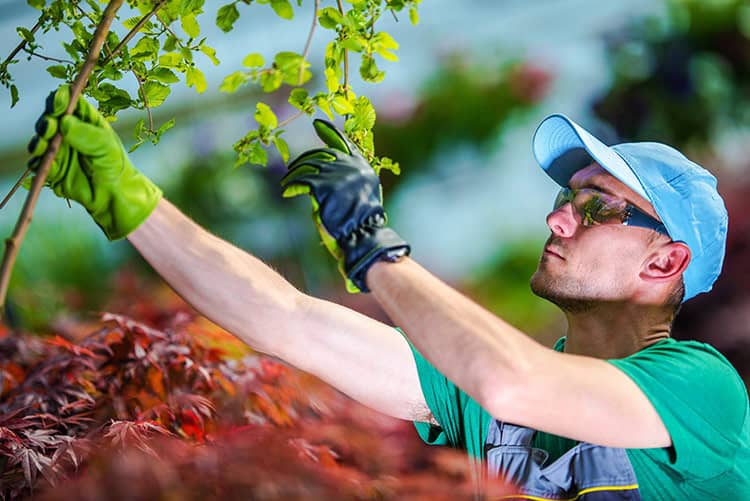 5 Tips to Grow and Market Your Tree Care Company Garland Arborist Tools