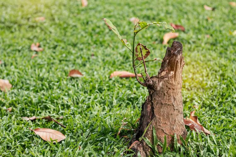 what-to-do-with-tree-stumps