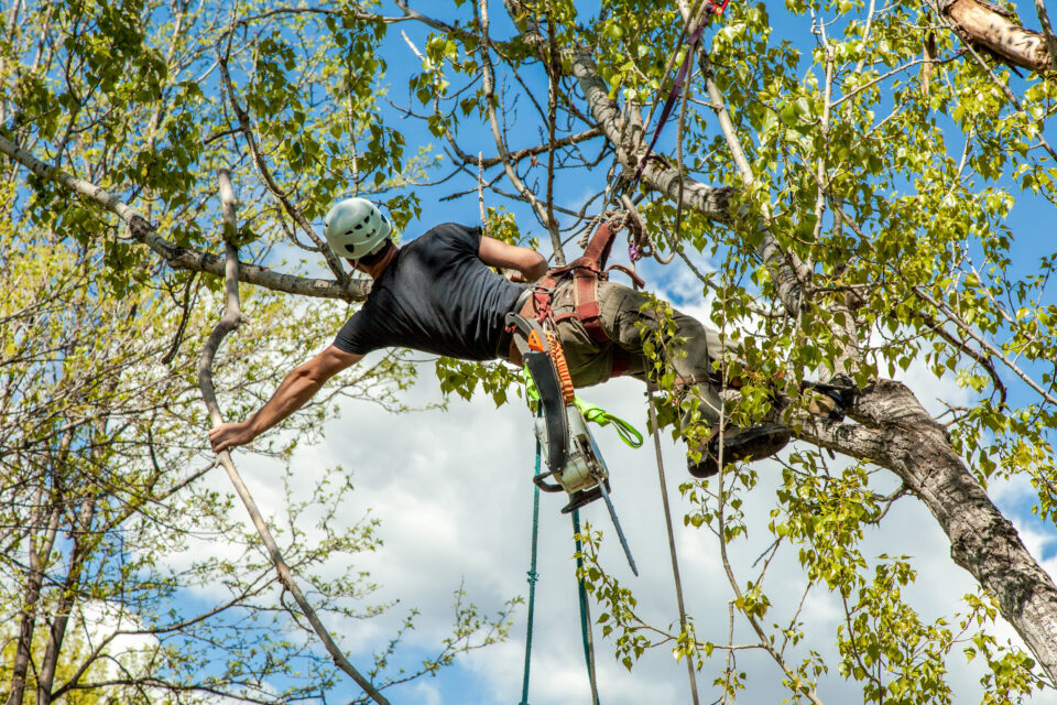 Arborist Equipment One-Stop Shop near me in Dallas, Tx