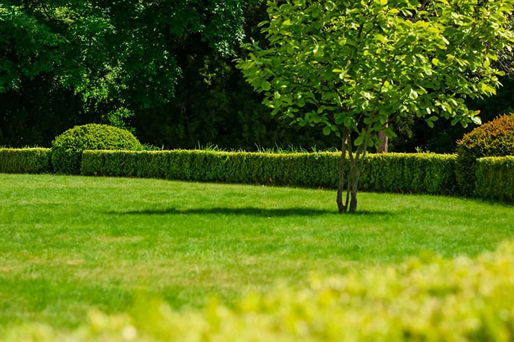 Buying Guide Hedge Trimmers for Shrub Hedge and Tree Maintenance Dallas Hedge Trimmers near me