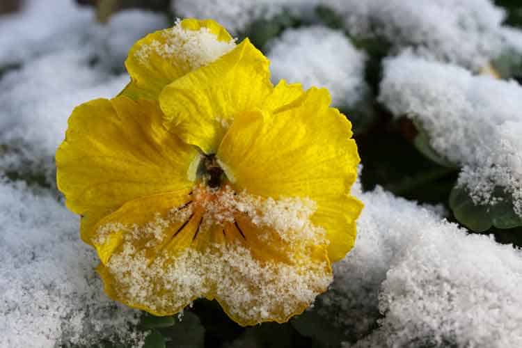 cool-weather-plants-dallas-fort-worth