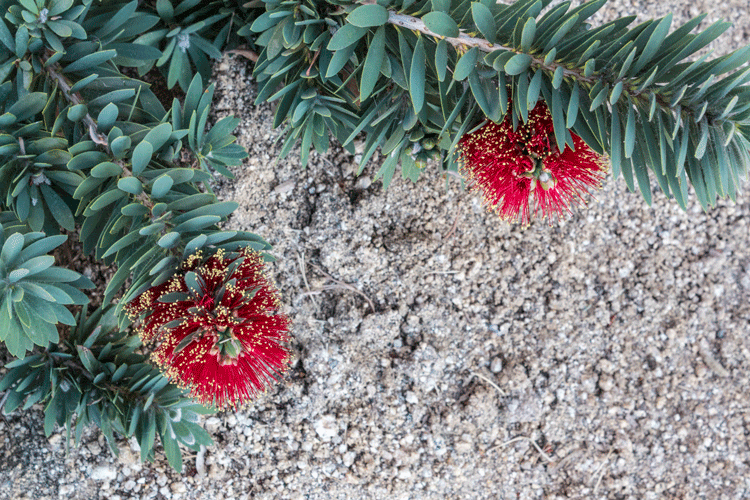 xeriscape-is-a-great-idea