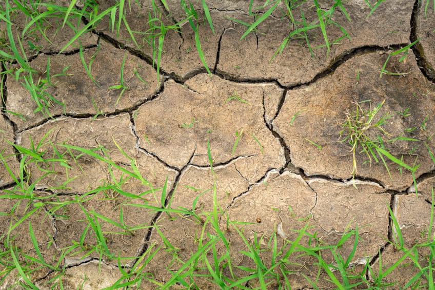 how to care for grass and lawn during a drought in North Texas