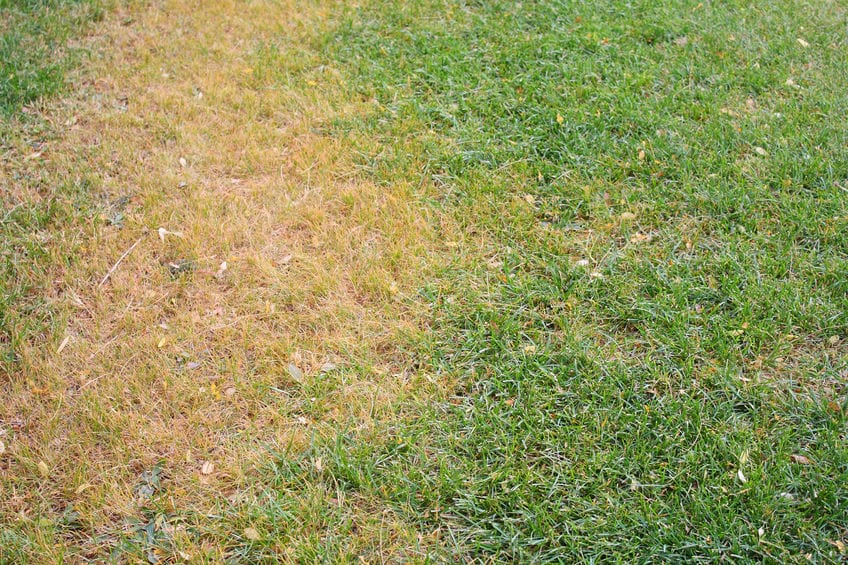 How to repair dead grass in your yard in Dallas