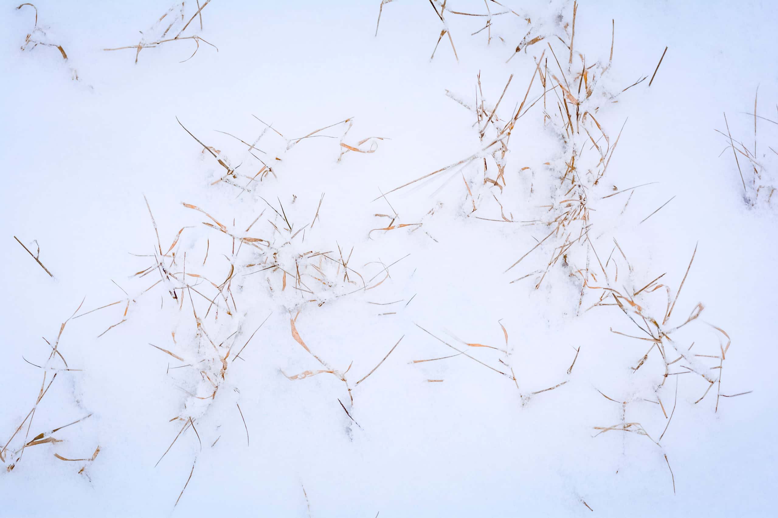 How to recover snow/ice damaged lawns in North Texas