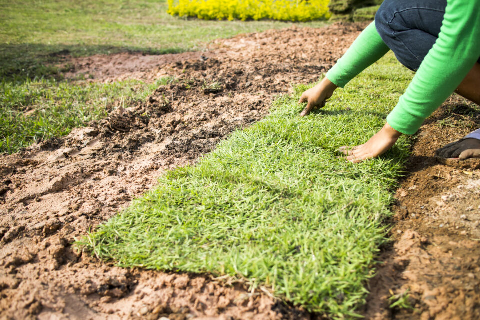 replacing dead grass lawn turf in North Texas