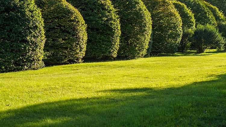 Maintenance Tips for Beautiful Shrubs Hedges Hebron Outdoor Power Equipment