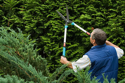 carrollton-hedge-trimming-tools-best-time-to-prune-evergreens