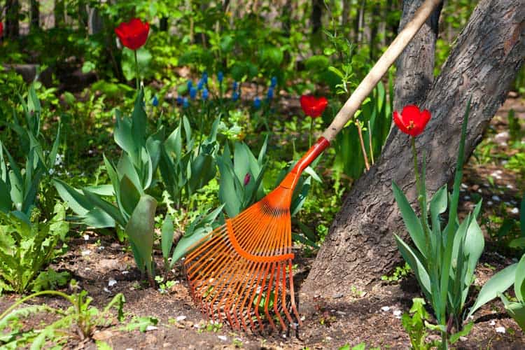 Spring-Cleaning-Tips-For-Your-Yard