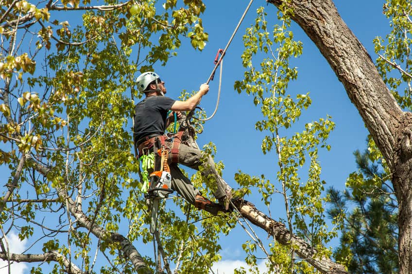 Buy arborist gear online