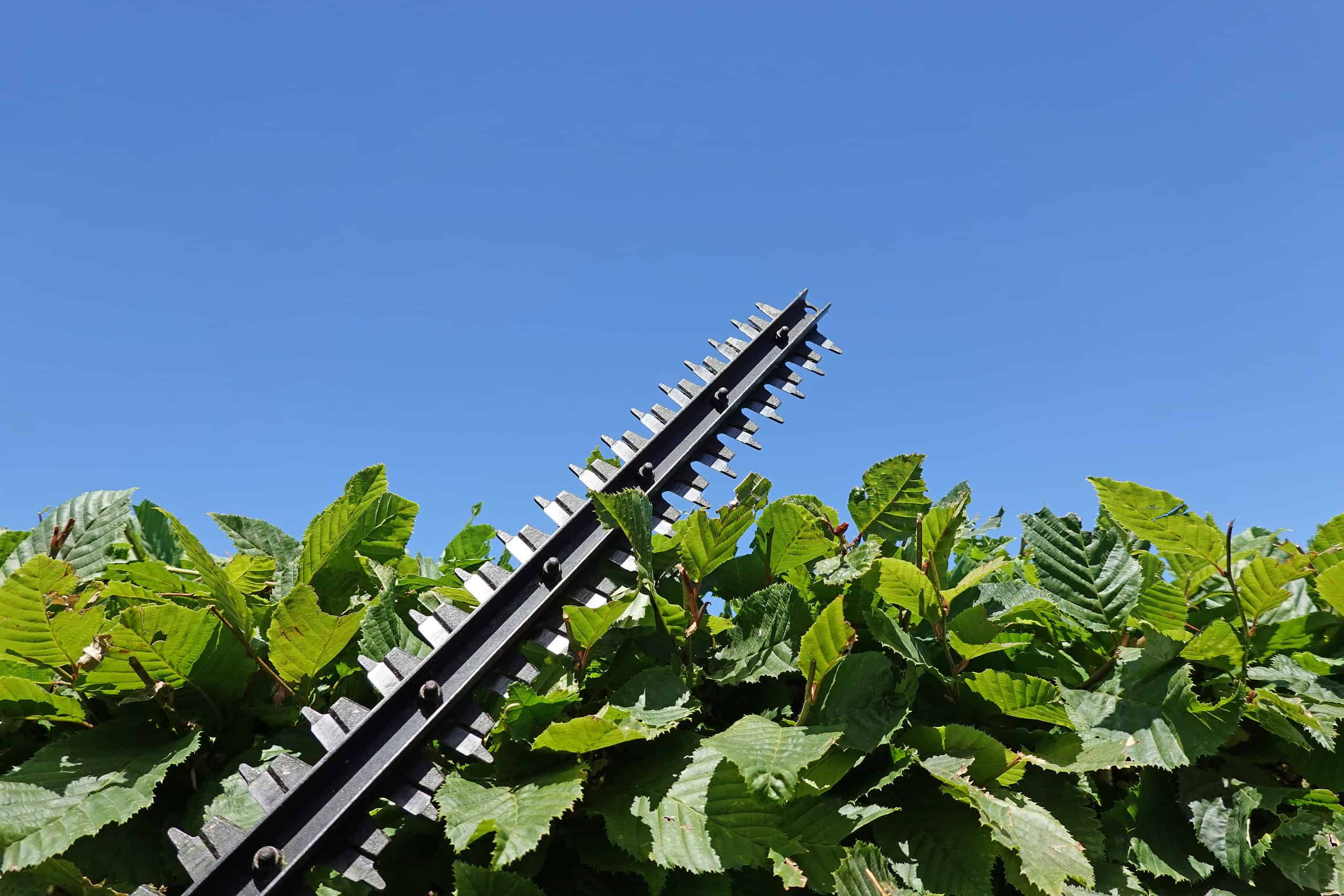 hedge-trimming