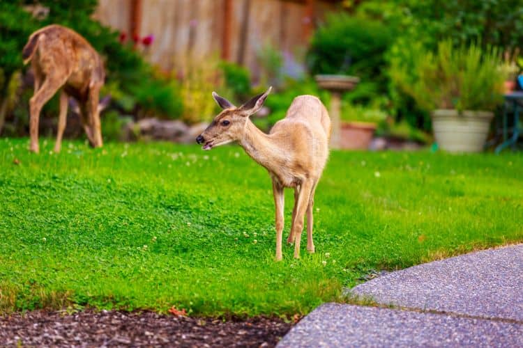 Tips for Keeping Wild Animals from Damaging Your Yard Garland Lawn Care