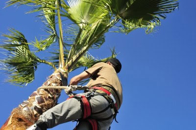 Tools For Arborists