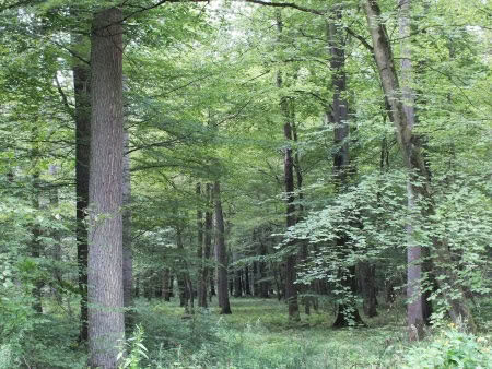 Trees for Texas Lawns