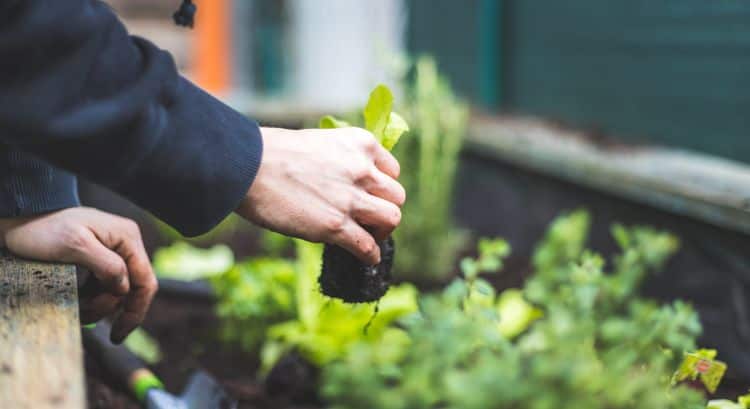 What Does the New USDA Plant Hardiness Zone Map Mean for Texas Gardeners DFW Lawn Equipment