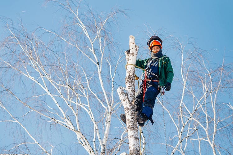 Winter-Arborist-Essentials-Gear-&-Tips-Farmersbranch-Outdoor-Power-Equipment